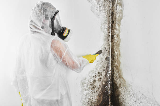 Best Mold Remediation  in New London, IA
