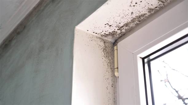 Best Mold Removal Company Near Me  in New London, IA