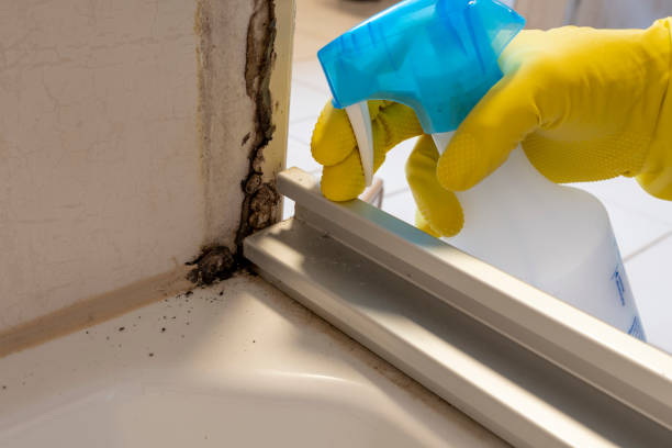 Best Residential Mold Removal  in New London, IA