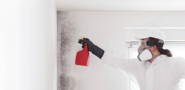 Best Water Damage Restoration  in New London, IA