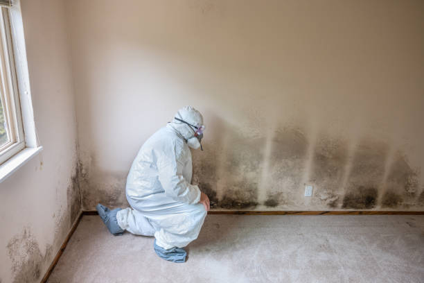 Best Certified Mold Removal  in New London, IA