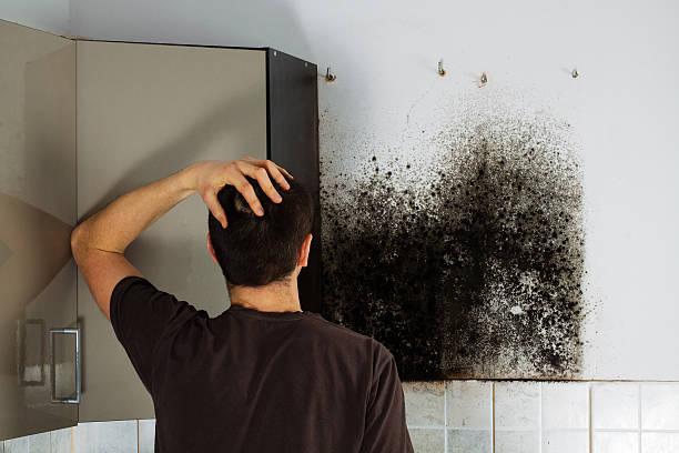 Best Black Mold Removal  in New London, IA