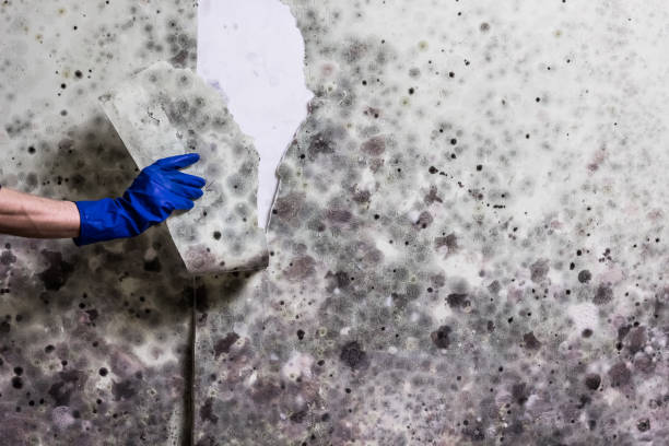 Mold Removal Process in New London, IA