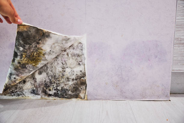 Best Professional Mold Removal  in New London, IA